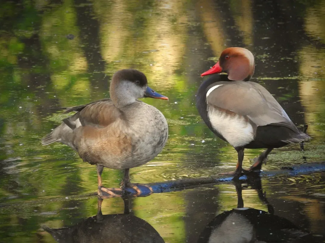 Wetlands and Waterfowl: A Conservation Success Under Pressure (Image Credits: Unsplash)