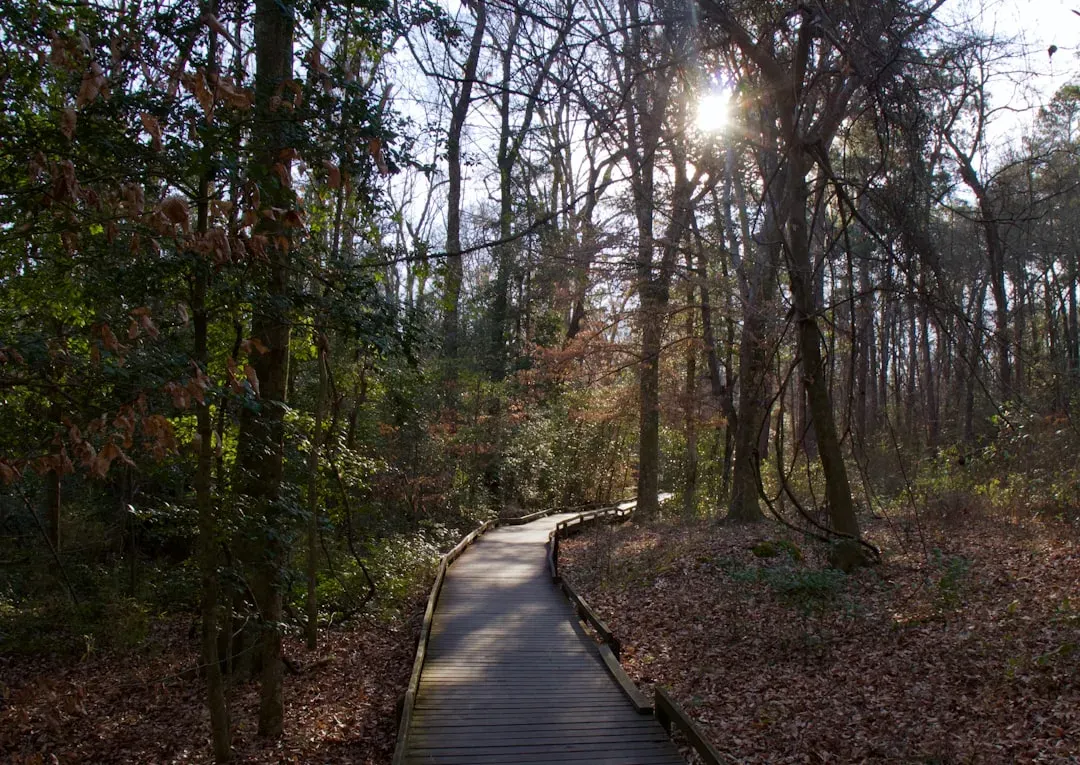 Congaree National Park: Walking Among Giants in South Carolina (Image Credits: Unsplash)