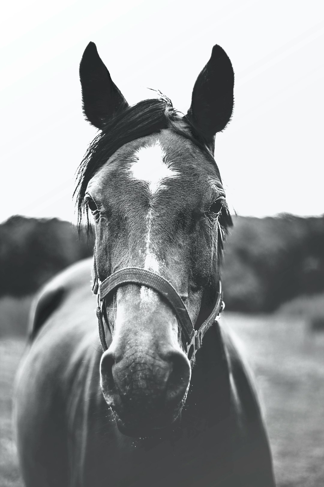 The Great Horse Flu of 1872 - When America Came to a Standstill (image credits: unsplash)