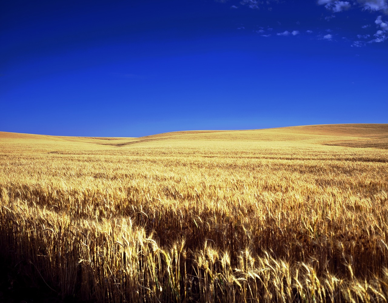Kansas: The Sunflower State's Setback (image credits: pixabay)