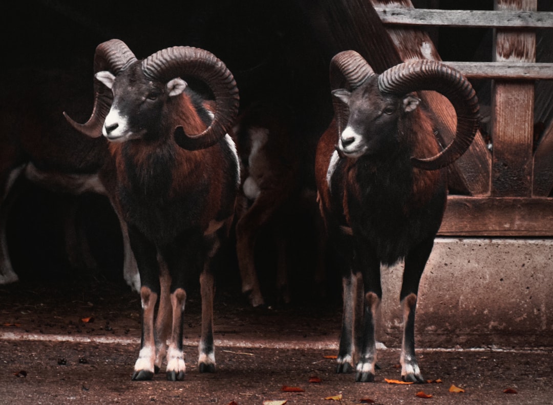 Aries: The Impulsive Friend Who Acts First, Thinks Later (image credits: unsplash)