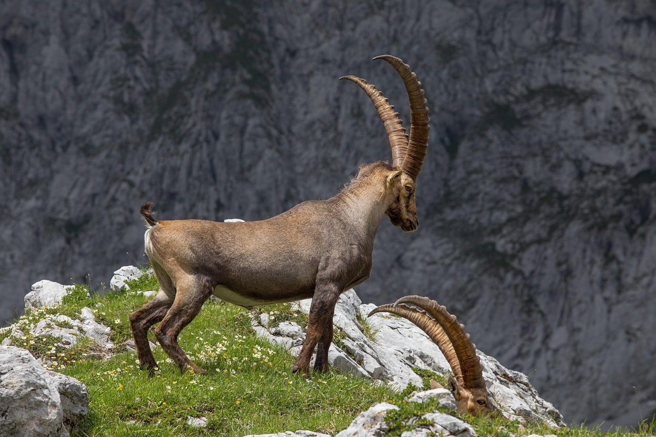 Capricorn: Building Unshakeable Foundations (Image Credits: Pixabay)
