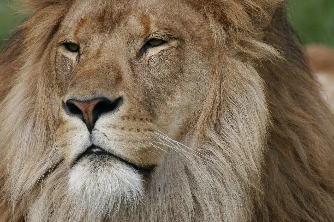Leo (Image Credits: Pixabay)