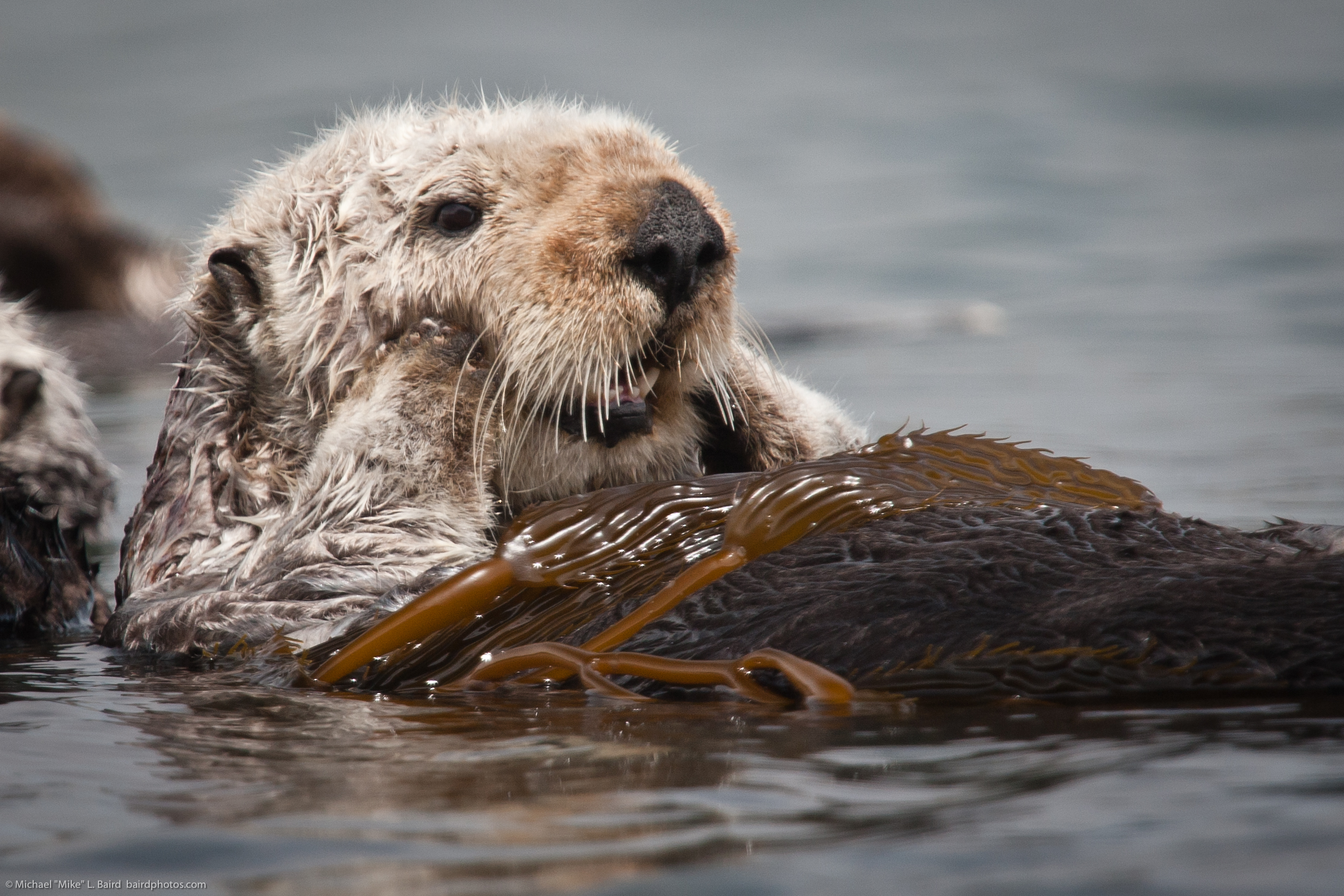 Sea Otter Populations Recovering Along the Pacific Coast (image credits: wikimedia)