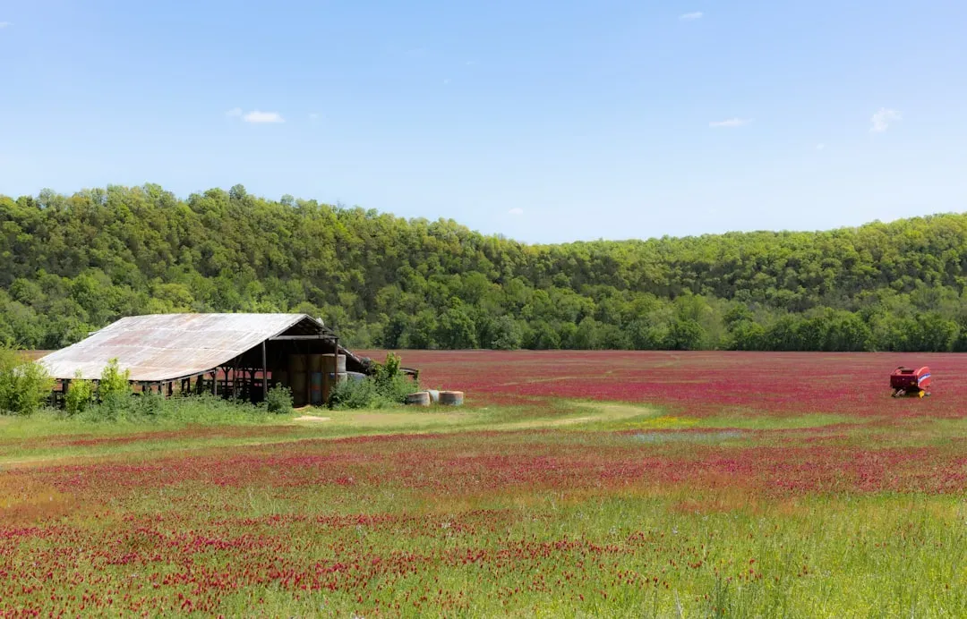 Arkansas: Natural State, Traditional Values (Image Credits: Unsplash)
