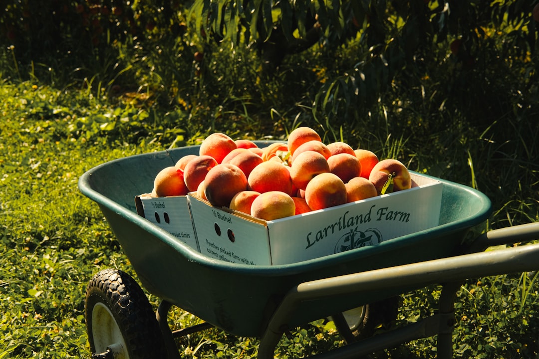 Growers Are Questioning if Peaches Are Worth It (image credits: unsplash)