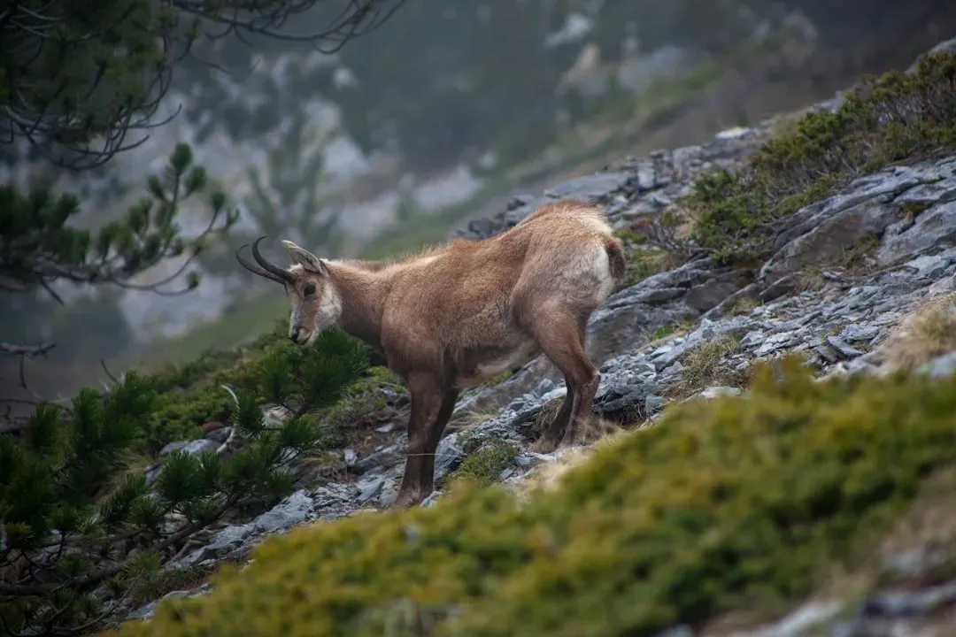 Habitats Shifting Due to Climate (Image Credits: Unsplash)
