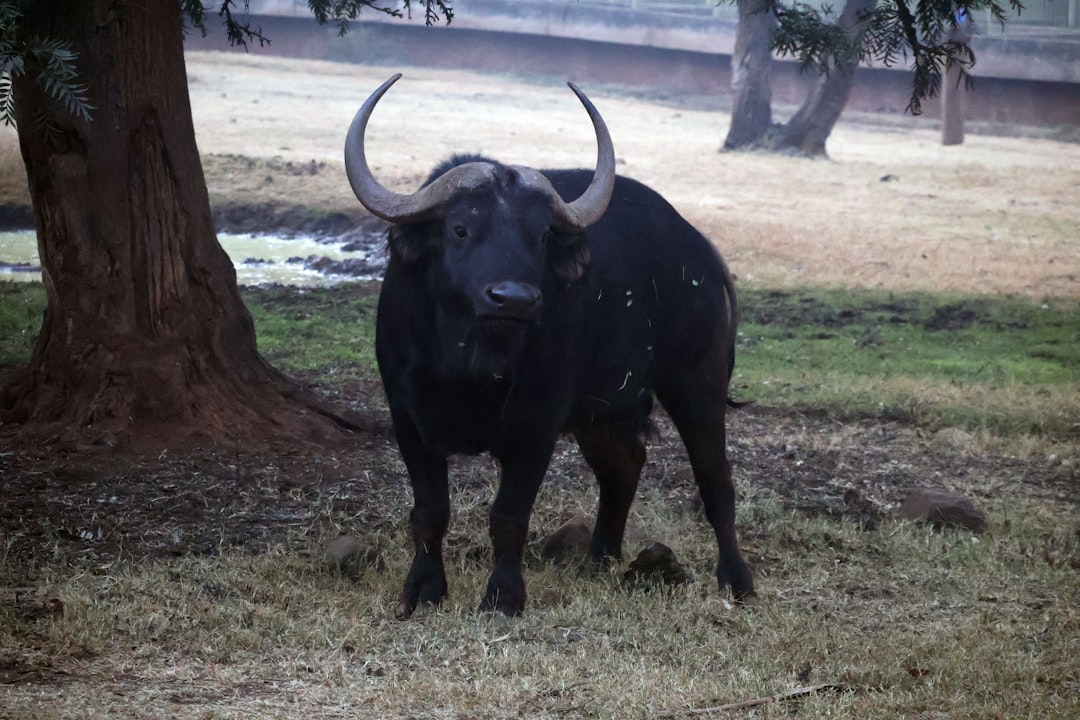 Taurus Discovers Unexpected Adaptability (image credits: unsplash)