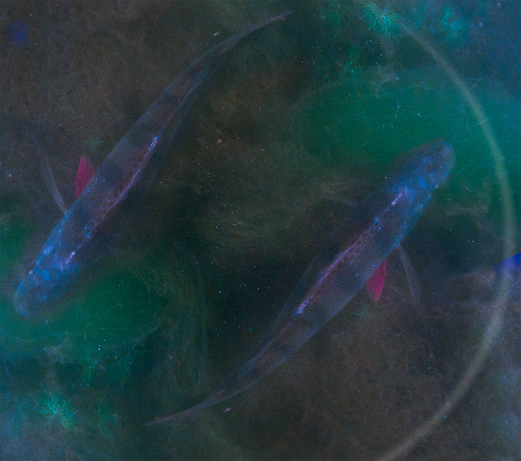 Pisces: The Dreamy Water Sign (image credits: flickr)
