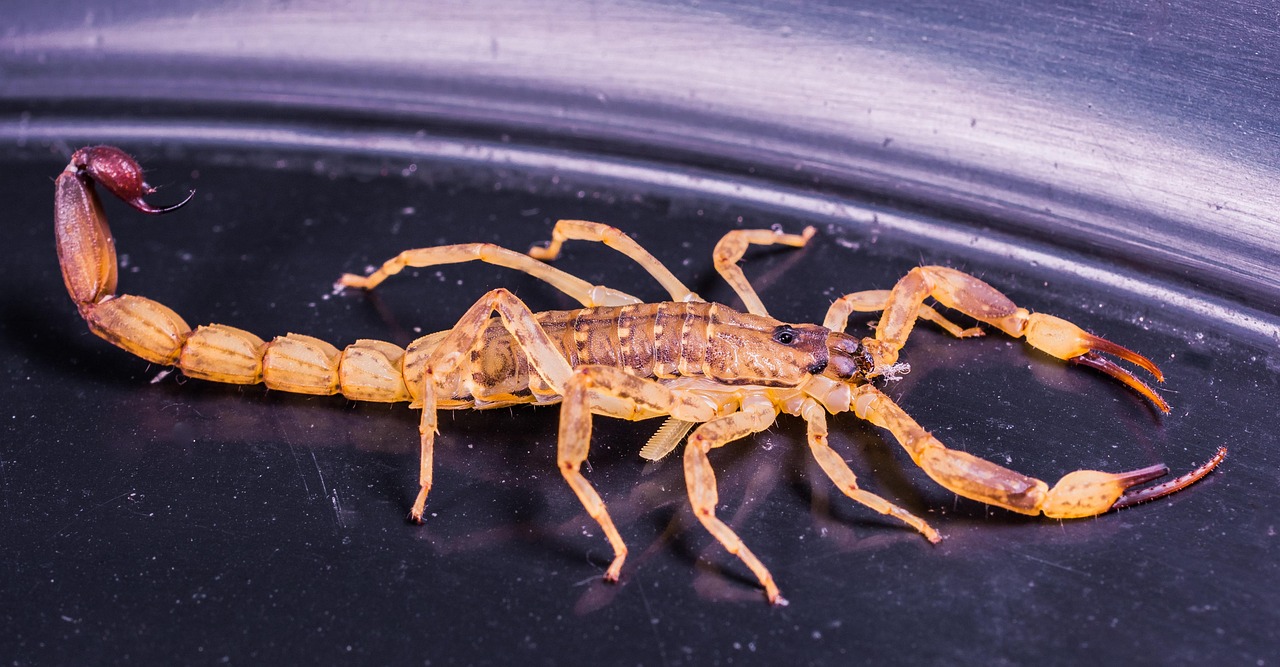 Scorpio: Deep Transformation Through Spiritual Release (image credits: pixabay)