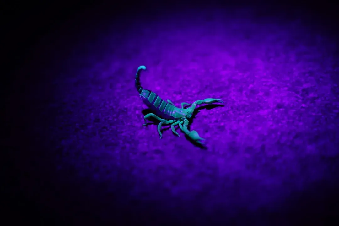 Scorpio (Image Credits: Unsplash)