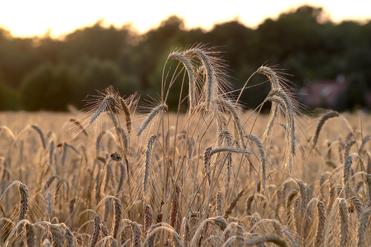 North Dakota: Wheat Woes (image credits: pixabay)