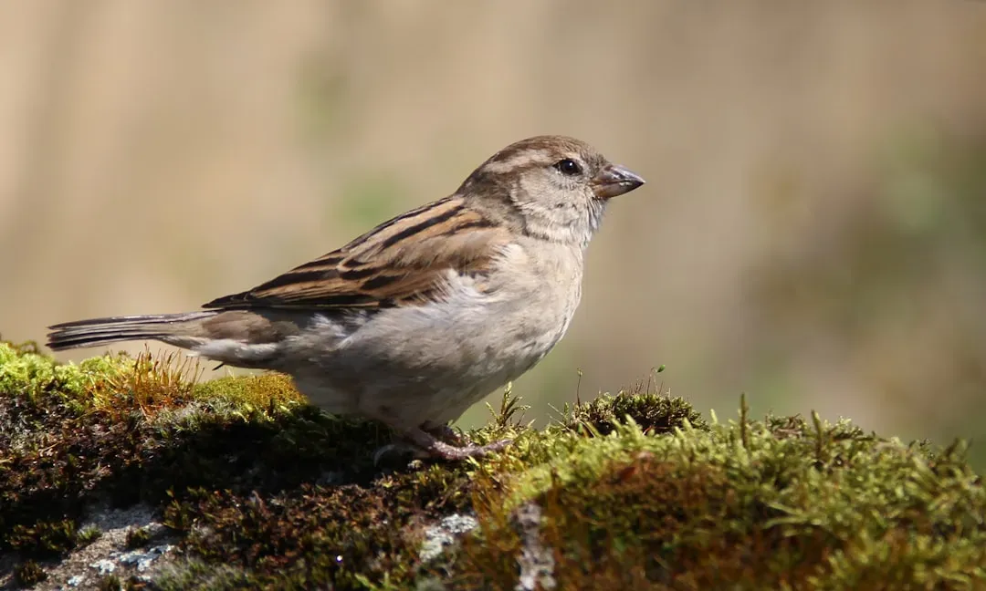 House Sparrow (Image Credits: Unsplash)
