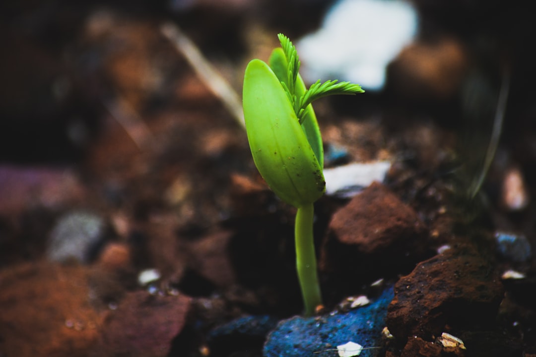Slow And Steady Growth (image credits: unsplash)