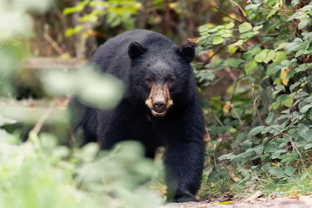 2. Black Bears: Calm Is Your Best Weapon (Image Credits: Unsplash)
