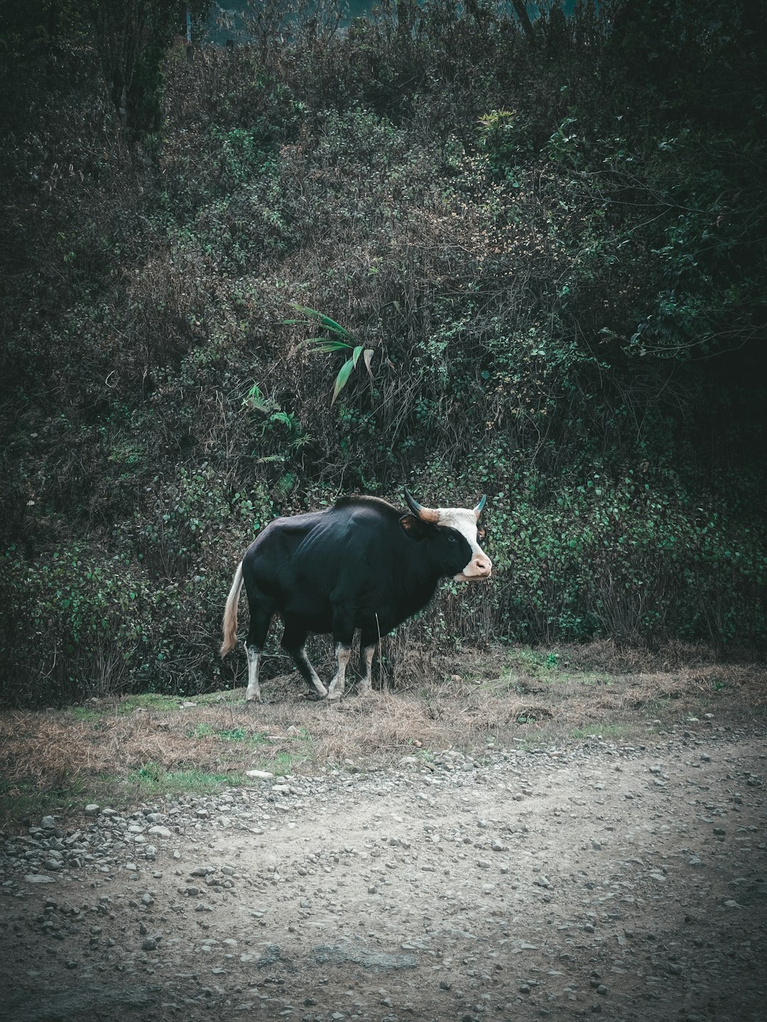 The Steadfast Bull: Taurus's Unbreakable Endurance (image credits: unsplash)