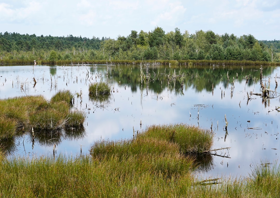 The Mid-Barataria Diversion Drama (image credits: unsplash)