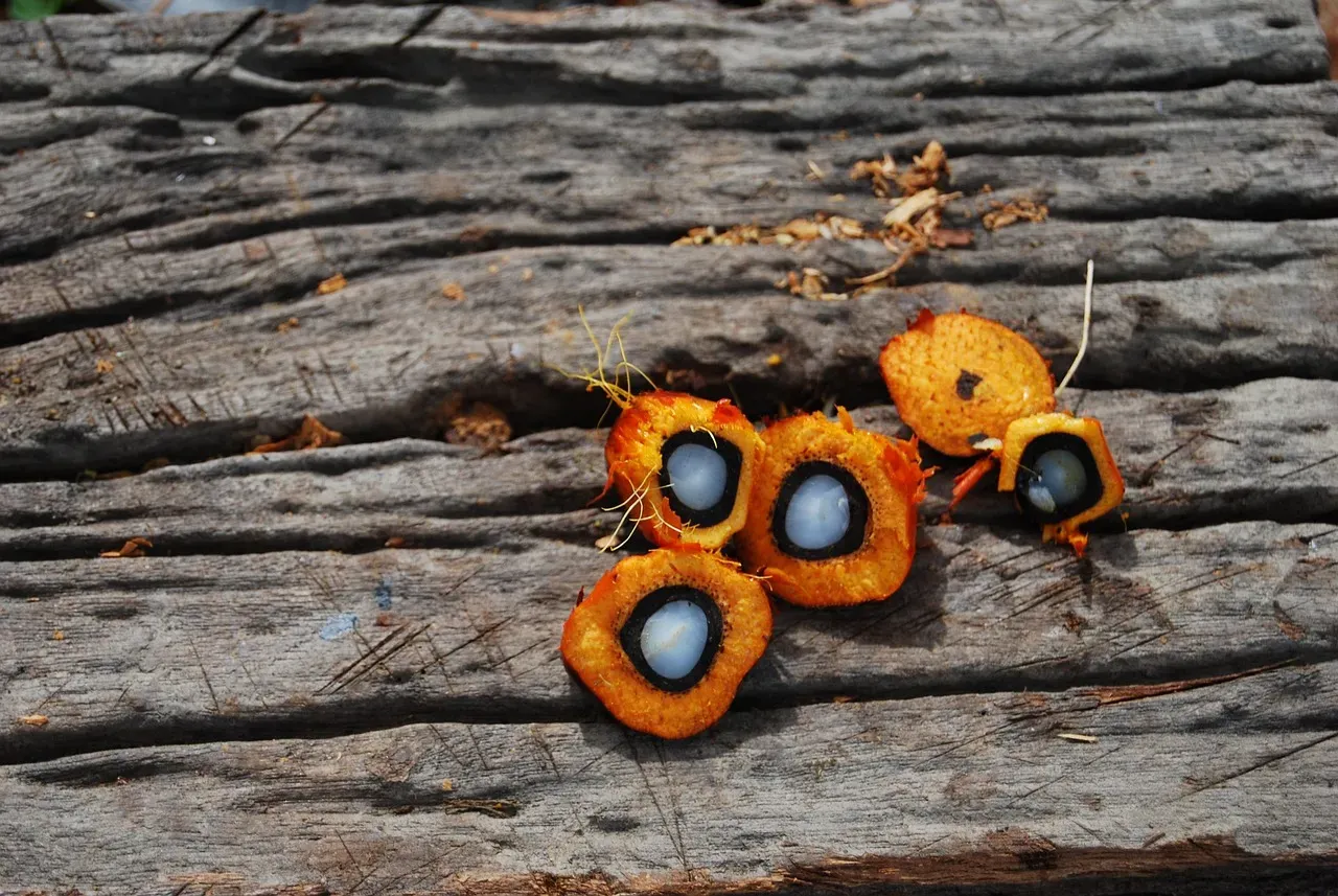 Palm Oil: The Hidden Ingredient Destroying Forests (Image Credits: Pixabay)