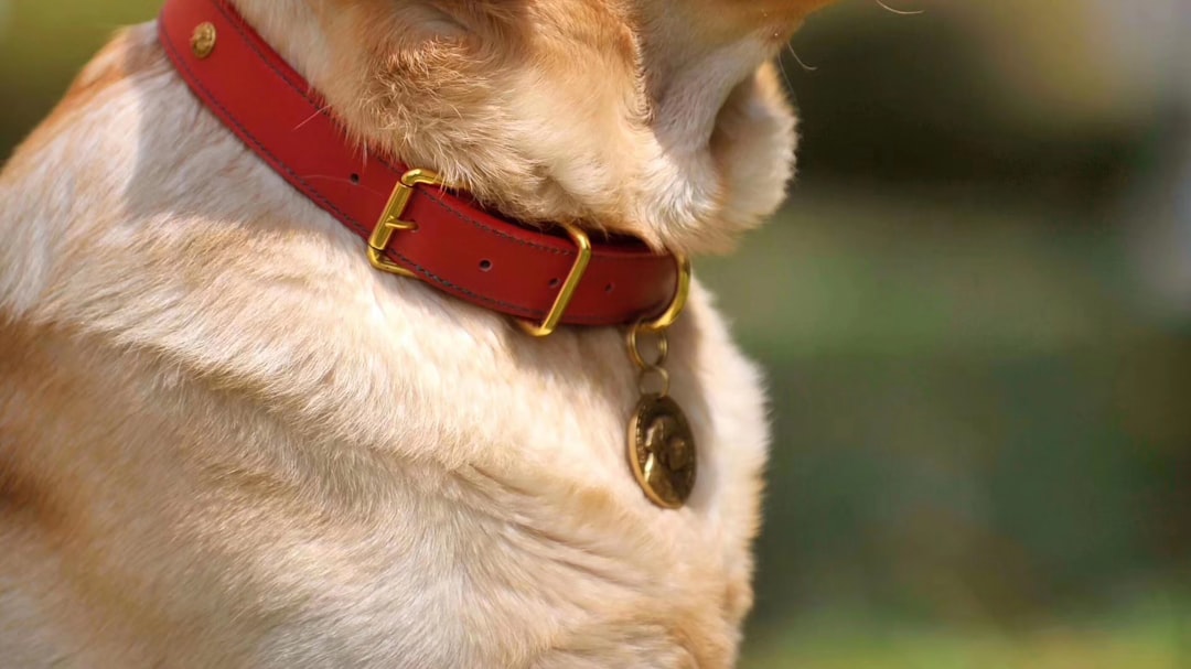 Apple's Hidden AirTag Feature for Pet Owners (image credits: unsplash)