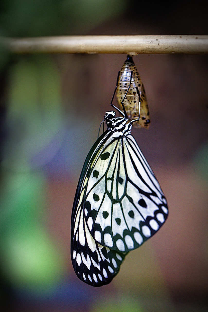 Real-World Applications (image credits: pixabay)
