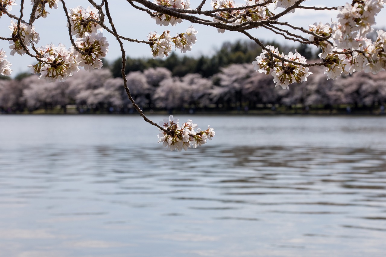 Washington: Apples and Cherries in Trouble (image credits: pixabay)