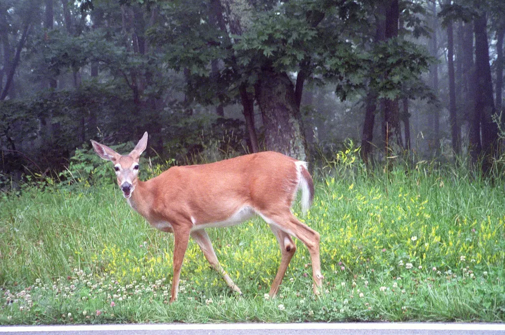 1. White-Tailed Deer: The Encounter You Almost Can't Avoid (Image Credits: Flickr)