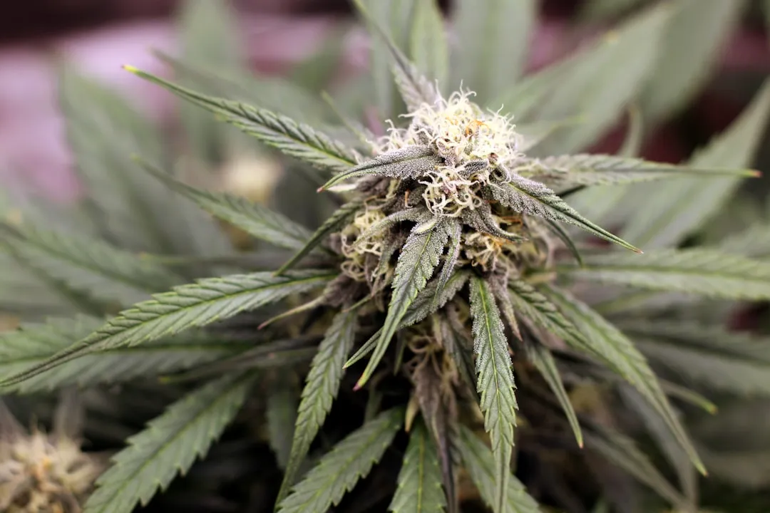 Marijuana rescheduling: Why the medical community’s silence is dangerous