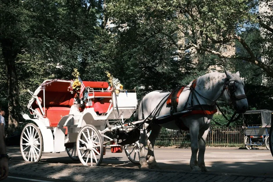 Man dies after carriage horse gets loose in New York City's Central Park, crash