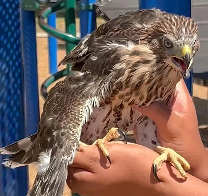 State-protected hawk given a joint, fed a BuzzBall on video by California man, officials say