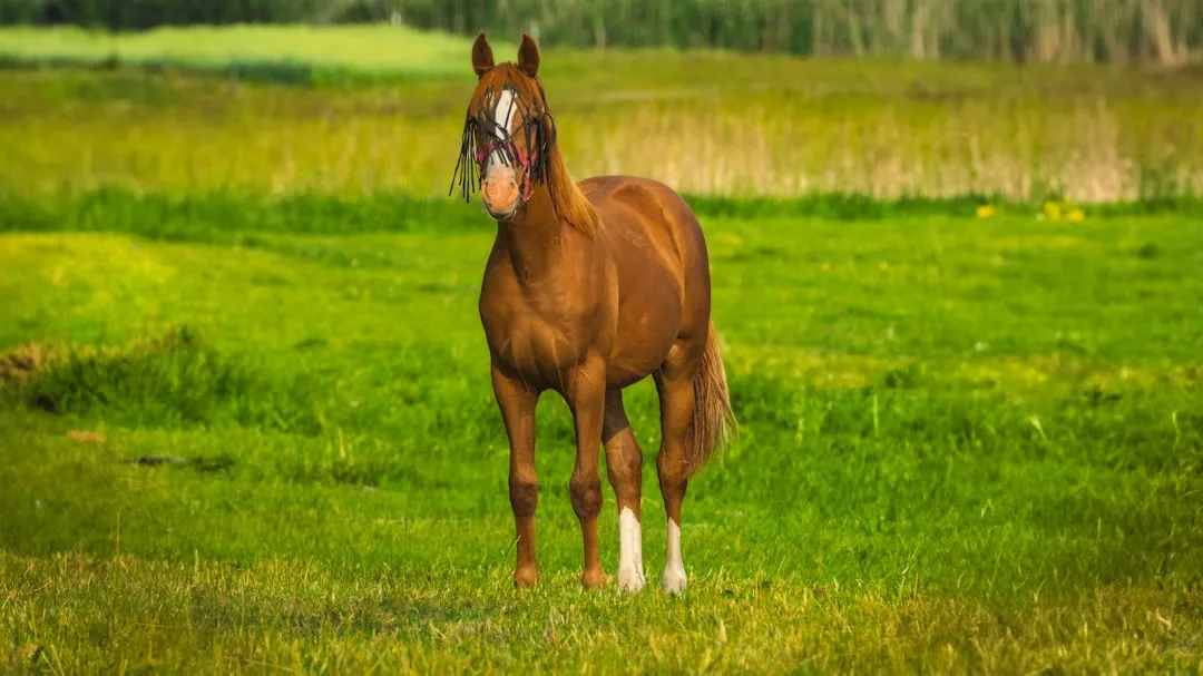 When a horse whinnies, there's more than meets the ear