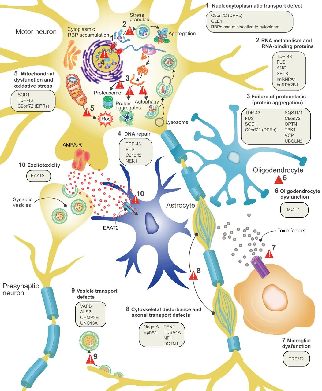 What is ALS? Here's what's known about the neurodegenerative disease