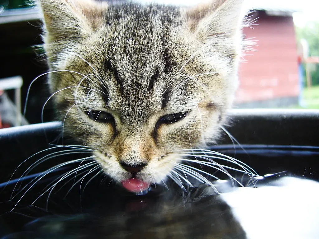 Key Factors That Influence Daily Water Consumption (Image Credits: Flickr)