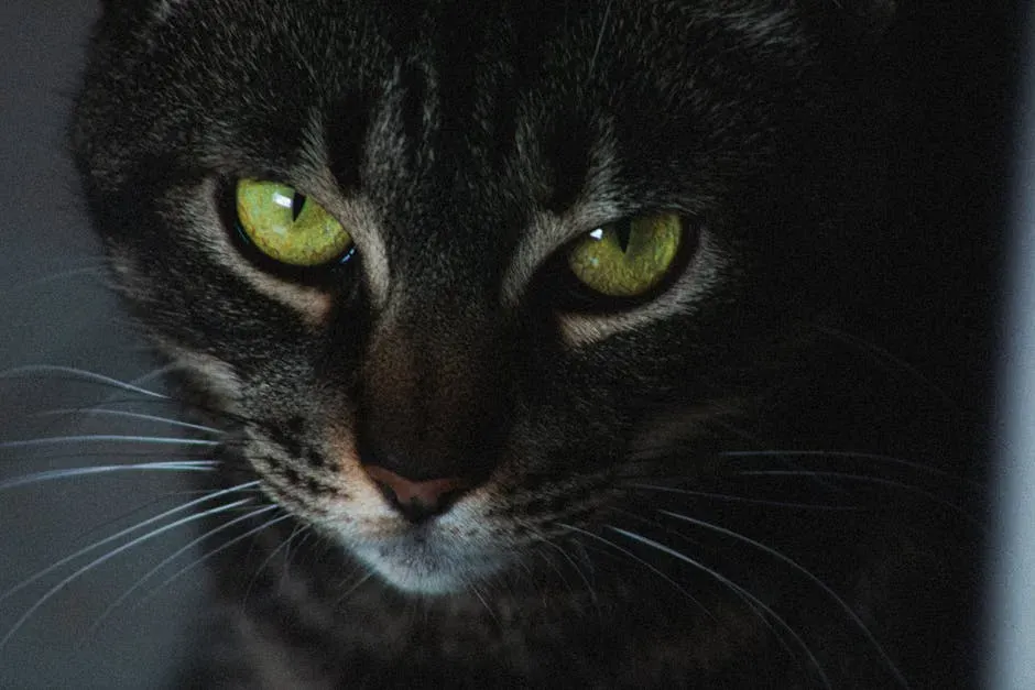 Direct Eye Contact Reads as Aggression in Cat Language (Image Credits: Pexels)