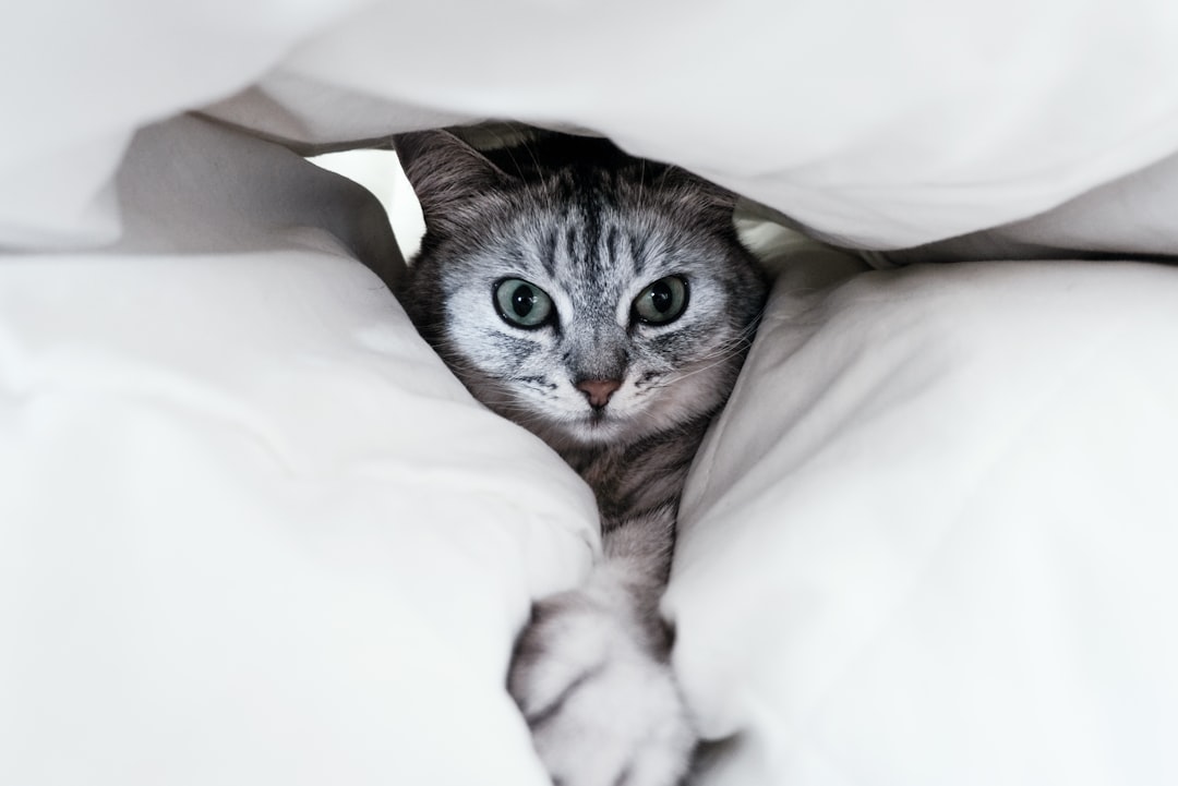 The Hide-and-Seeker: Under Covers and in Small Spaces (Image Credits: Unsplash)
