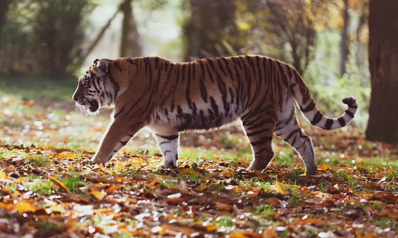 #2 How researchers tested animals that don't exactly follow instructions (Image Credits: Pixabay)