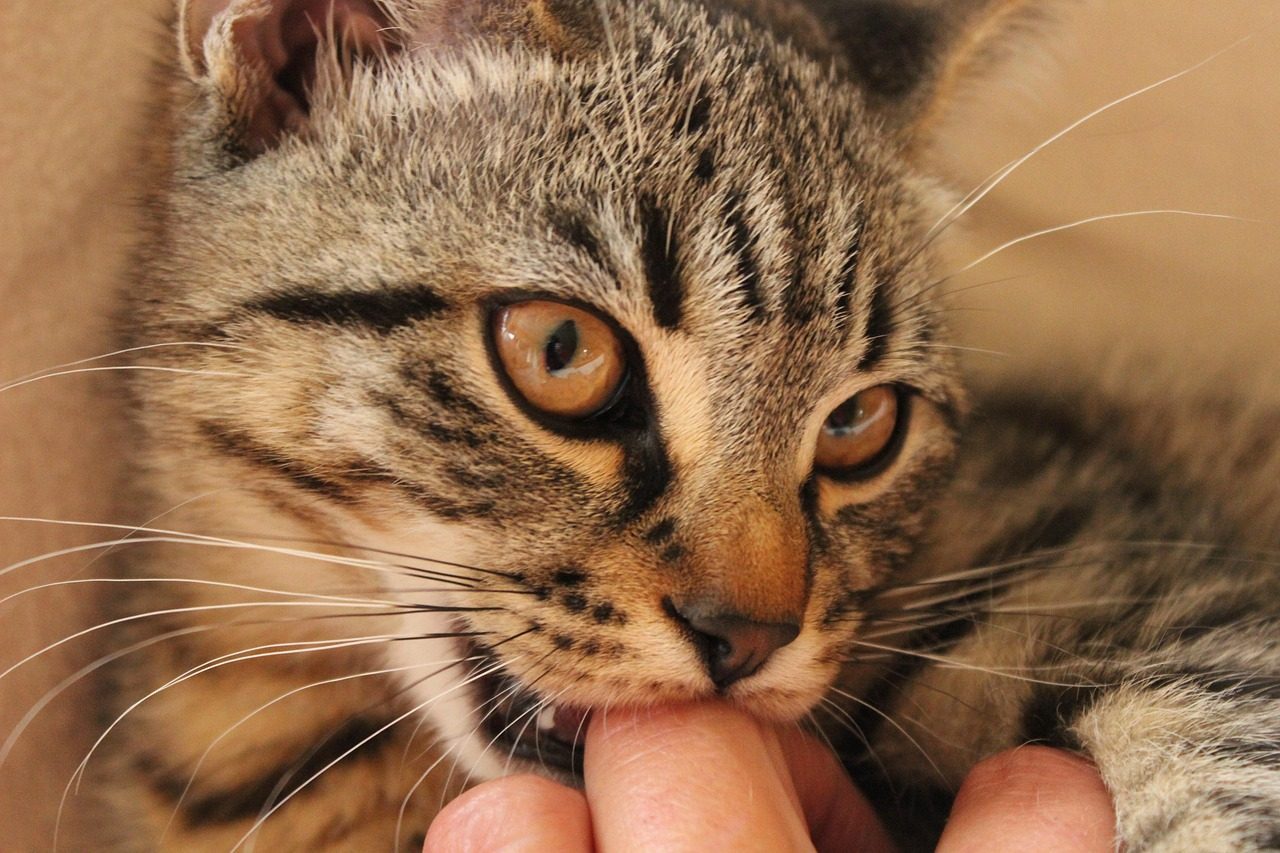 6. Gentle Love Nibbles During Petting (Image Credits: Pixabay)