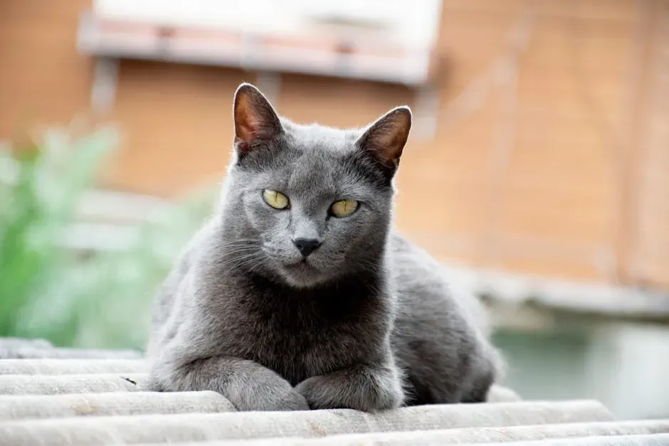 9. Chartreux: The Silent Blue Philosopher (Image Credits: Pexels)