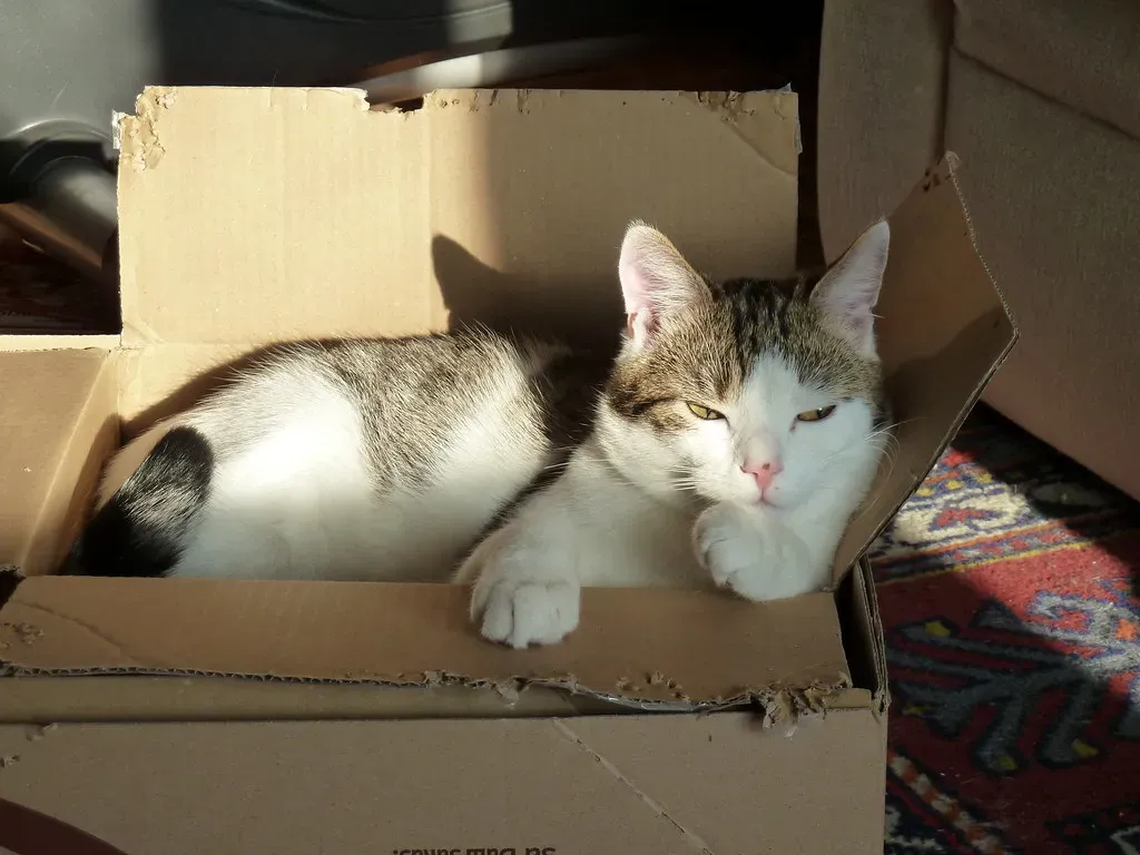#9 - The Morning Demand Meow (yellowcloud, Flickr, CC BY 2.0)