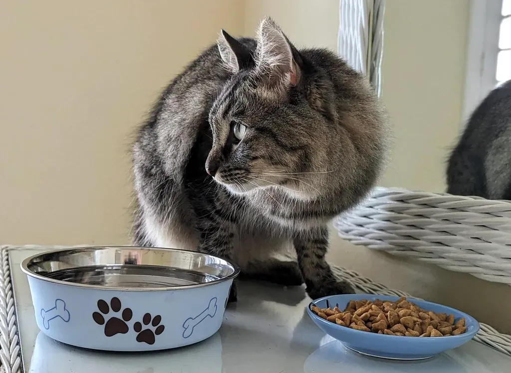 Why Wet Food Could Be Your Cat's Best Friend (Image Credits: Flickr)