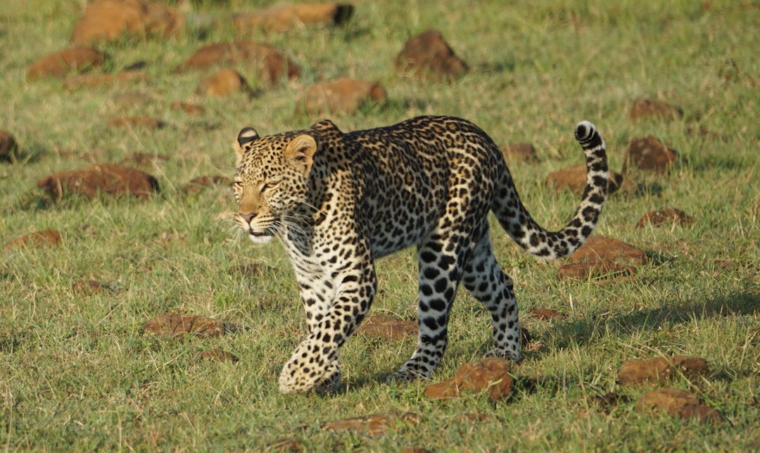 They Have Unique Water-Averse Behavior (Image Credits: Unsplash)