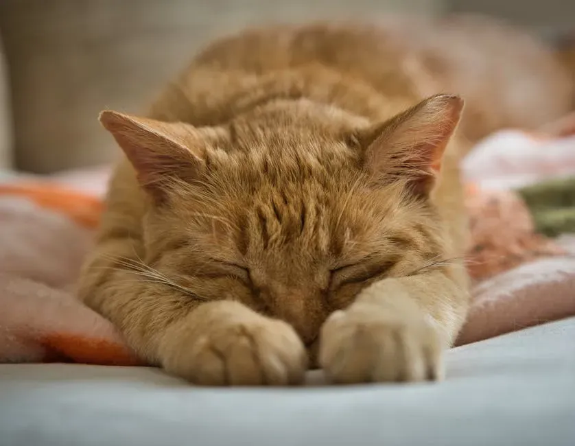 Conclusion (Image Credits: Pexels)