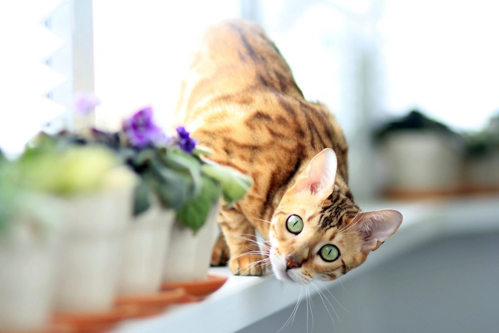 They Display Dog-Like Behaviors That Shock Cat Owners (Image Credits: Rawpixel)