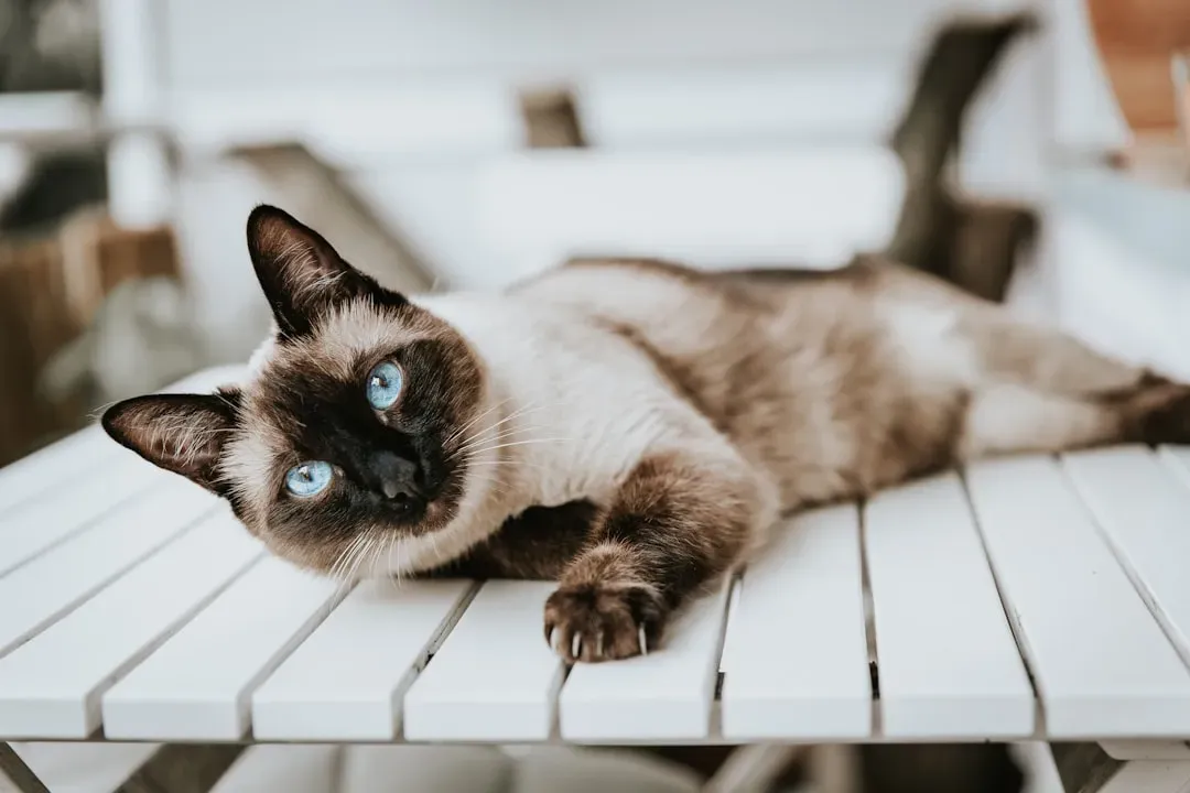 8. Siamese: The Chatty Companion (Image Credits: Unsplash)