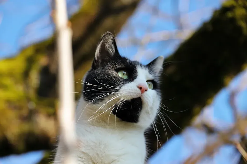 Your Cat Hears More Than You Think (Image Credits: Pexels)