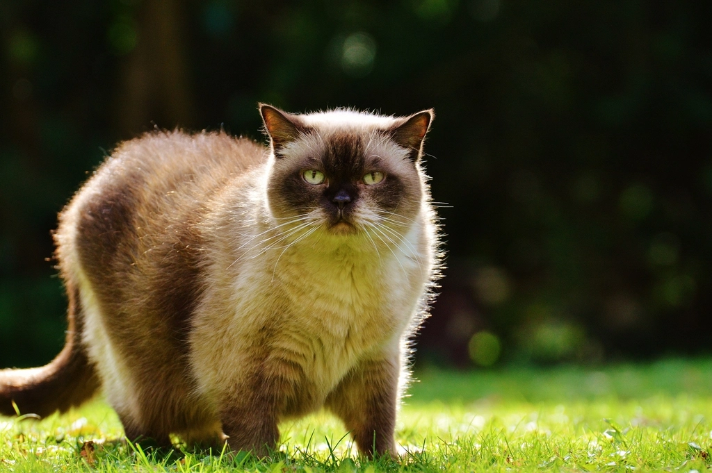 Birman (Image Credits: Rawpixel)