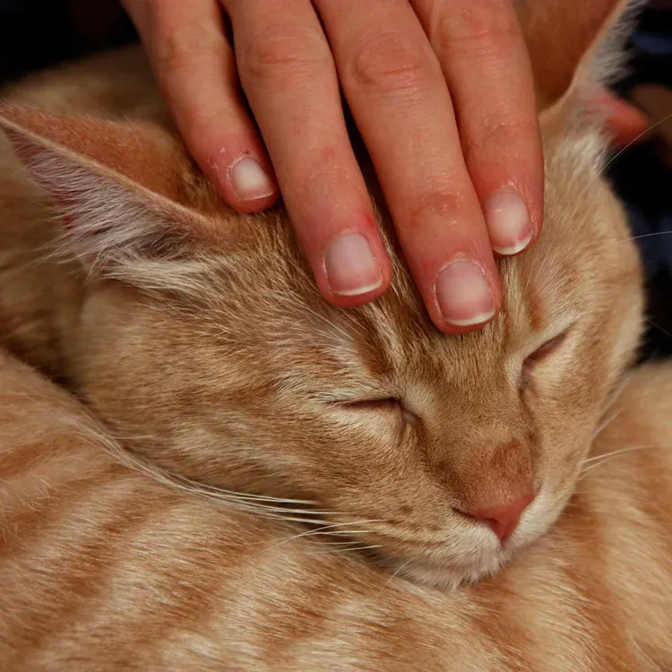 Emotional Attunement Strengthens the Human-Cat Connection (Image Credits: Flickr)