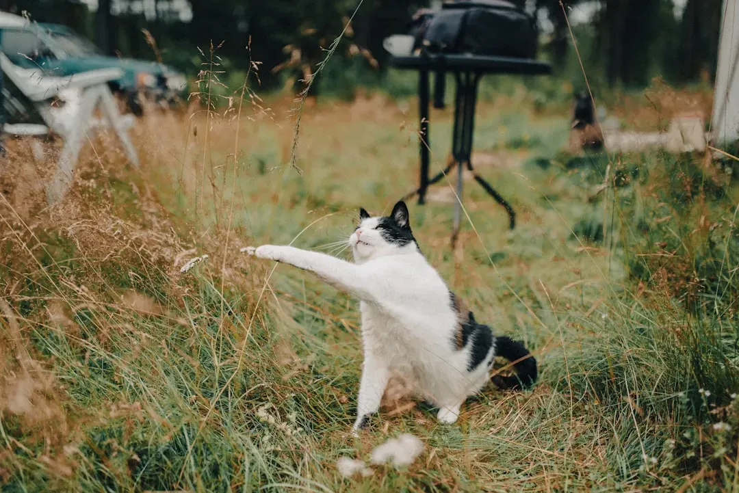 Myth 7: Cats Can't Be Trained (Image Credits: Unsplash)