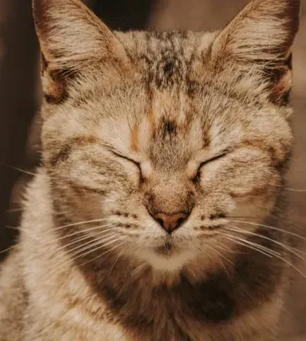 #3 - It's the Feline Version of a Genuine Human Smile (Image Credits: Pexels)