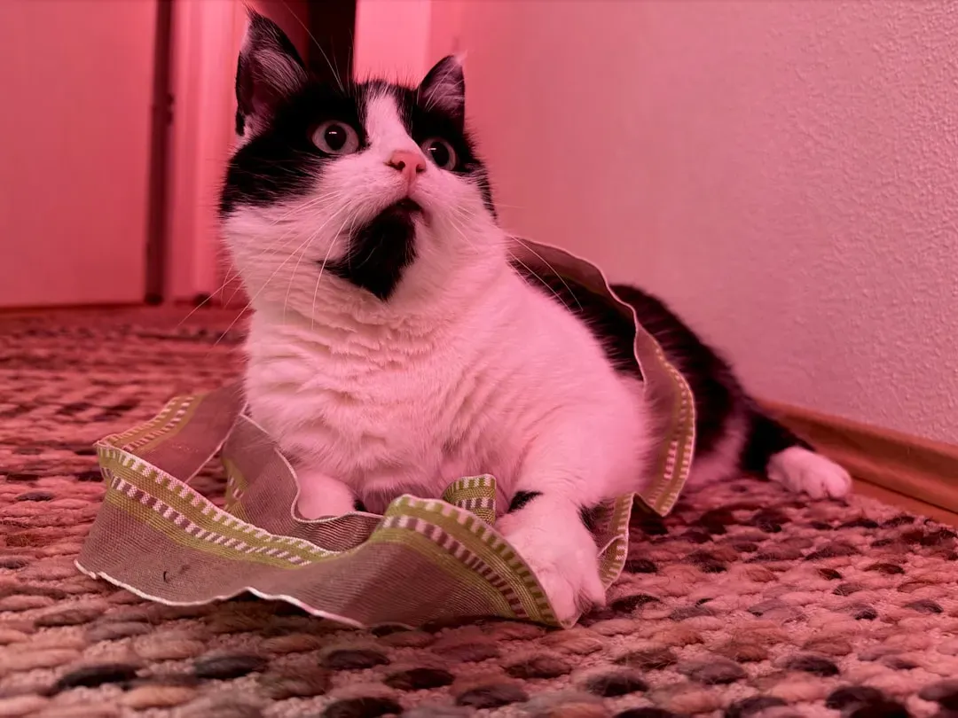 The Takeaway: Your Home Is Already a Cat Paradise (Image Credits: Unsplash)