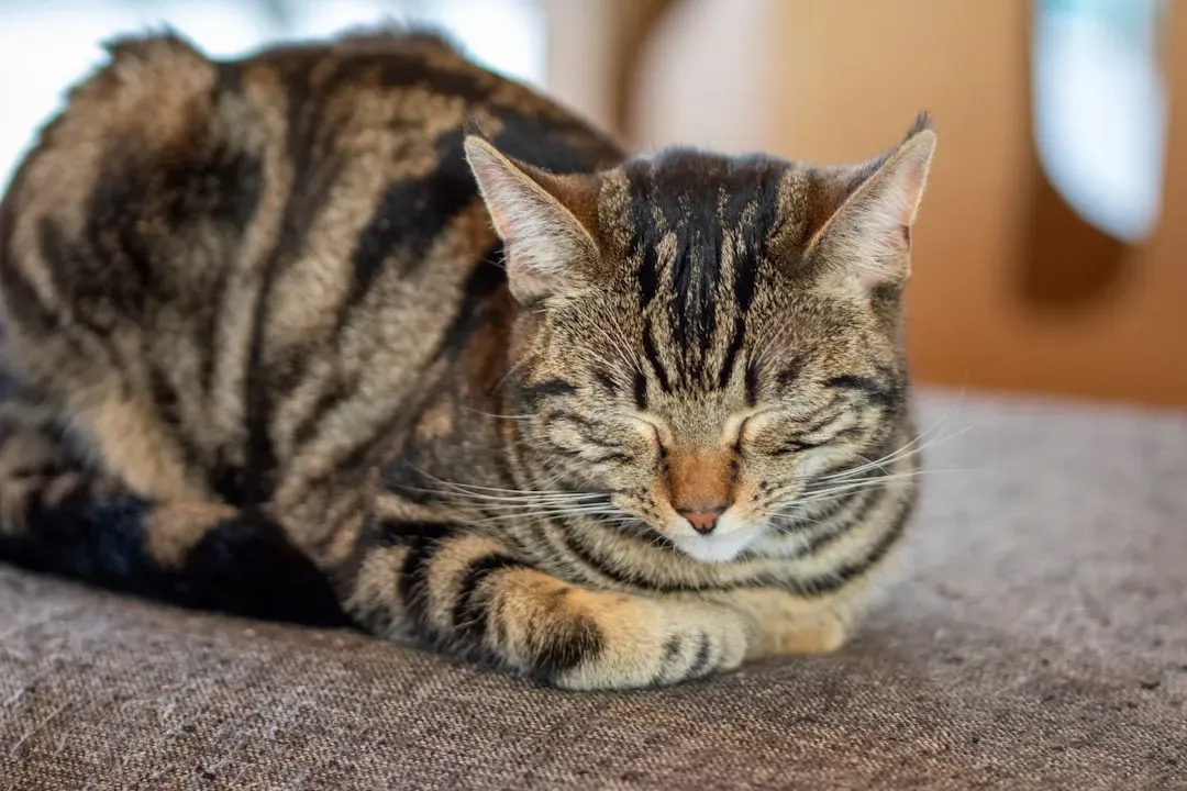 The Cat Loaf - Relaxed but Not Off Guard (Image Credits: Unsplash)